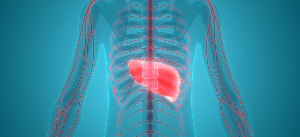 BRAND’S® Article - Learn To Love Your Liver