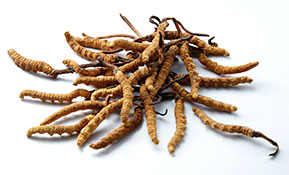 BRAND’S® ingredients cordyceps