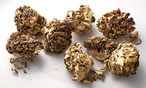 BRAND’S® ingredients maitake